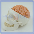 PNT-1150 3 parts classic skull and brain model